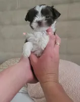 Teacup Ginger🧡, a female Shih Tzu for sale in St. Louis, MO – 2 of 4