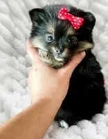 Teacup Susie❤️, a female Pomeranian for sale in Dallas, TX – 2 of 7