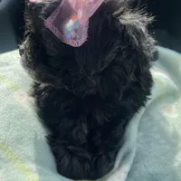 Mini Diva, a female Shih Tzu and Poodle - Toy  for sale in Dallas, TX – Photo 3 of 4