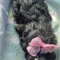 Mini Diva, a female Shih Tzu and Poodle - Toy  for sale in Dallas, TX – Photo 2 of 4