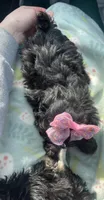 Mini Diva, a female Shih Tzu and Poodle - Toy  for sale in Dallas, TX – Photo 2 of 4