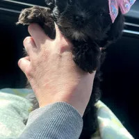 Mini Diva, a female Shih Tzu and Poodle - Toy  for sale in Dallas, TX – Photo 1 of 4