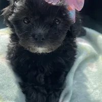 Mini Diva, a female Shih Tzu and Poodle - Toy  for sale in Dallas, TX – Photo 4 of 4