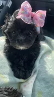 Mini Diva, a female Shih Tzu and Poodle - Toy  for sale in Dallas, TX – Photo 4 of 4