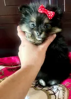 Teacup Susie❤️, a female Pomeranian for sale in Dallas, TX – 1 of 7