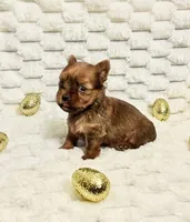 Teacup Blaze, a male Yorkshire Terrier for sale in Dallas, TX – Photo 2 of 3