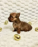 Teacup Blaze, a male Yorkshire Terrier for sale in Dallas, TX – Photo 3 of 3