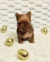 Teacup Blaze, a male Yorkshire Terrier for sale in Dallas, TX – Photo 1 of 3