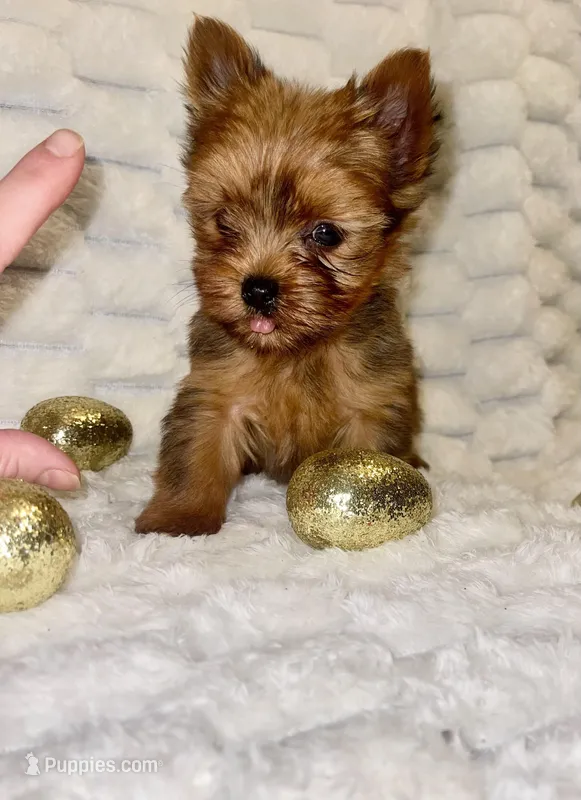 Teacup Blaze – Yorkshire Terrier puppy for sale in Dallas, TX
