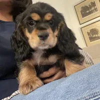 Miles, a male Cocker Spaniel for sale in Conroe, TX – Photo 2 of 2