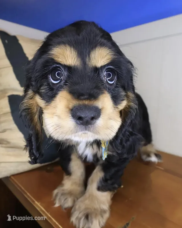 Miles – Cocker Spaniel puppy for sale in Conroe, TX
