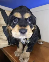 Miles, a male Cocker Spaniel for sale in Conroe, TX – Photo 1 of 2