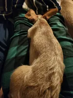 Winnie, a female Miniature Dachshund for sale in Fort Collins, CO – 4 of 4