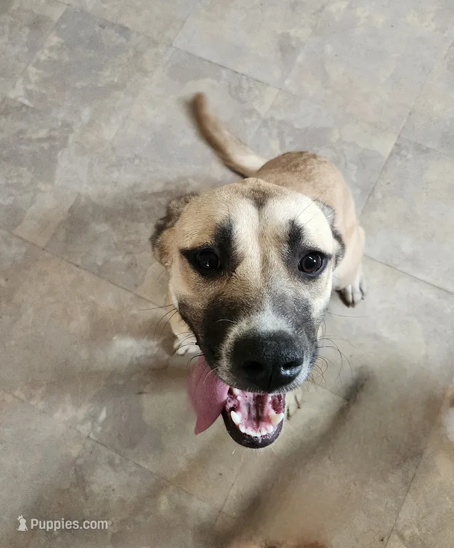 Sadie – Great Pyrenees puppy for sale in Fort Collins, CO