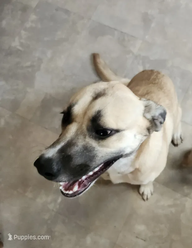 Sadie – Great Pyrenees puppy for sale in Fort Collins, CO