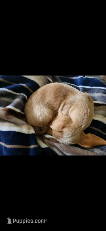 Winnie – Miniature Dachshund puppy on hold in Fort Collins, CO