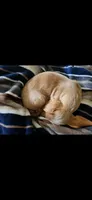 Winnie, a female Miniature Dachshund for sale in Fort Collins, CO – 1 of 4