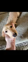 Winnie, a female Miniature Dachshund for sale in Fort Collins, CO – 3 of 4