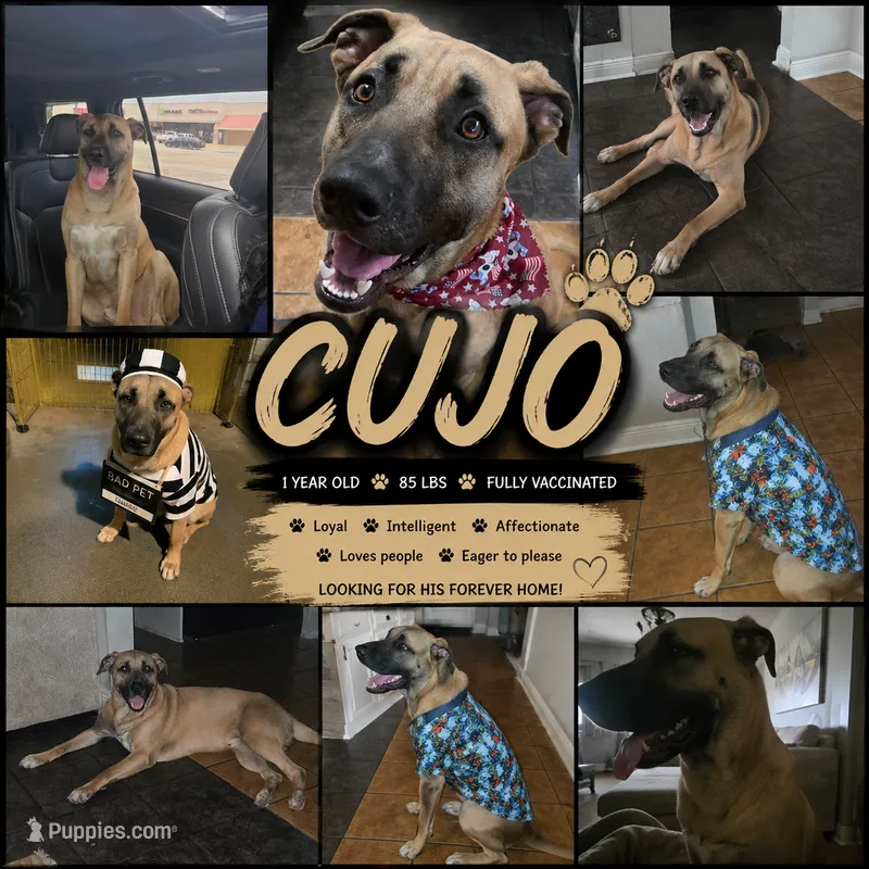Cujo – German Shepherd Dog puppy for sale in New Orleans, LA