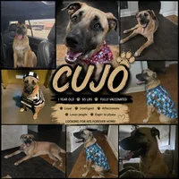 Cujo, a male German Shepherd Dog for sale in New Orleans, LA – 1 of 1