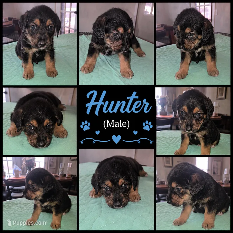 Hunter – Shepadoodle puppy for sale in New Orleans, LA