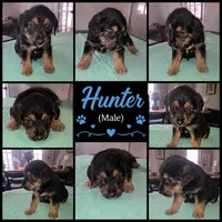 Hunter, a male Shepadoodle for sale in New Orleans, LA – 1 of 1