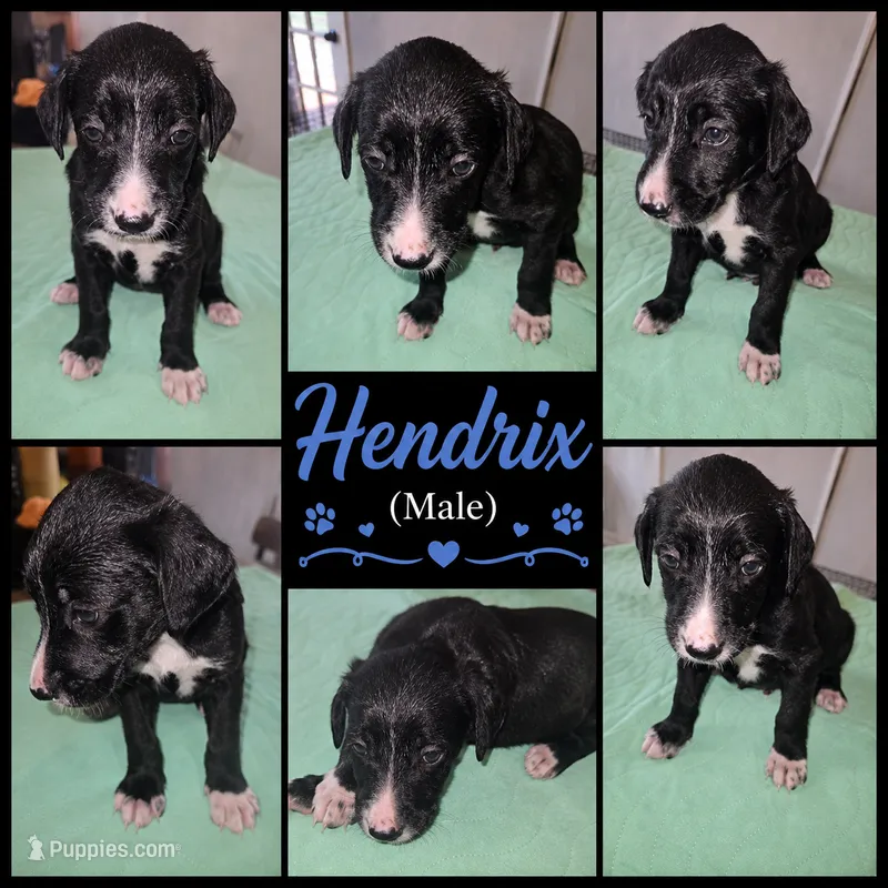 Hendrix  – Shepadoodle puppy for sale in New Orleans, LA