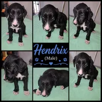 Hendrix , a male Shepadoodle for sale in New Orleans, LA – 1 of 1