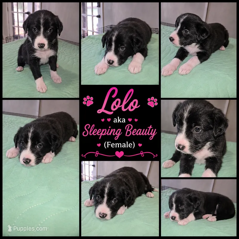 Lolo – Shepadoodle puppy for sale in New Orleans, LA