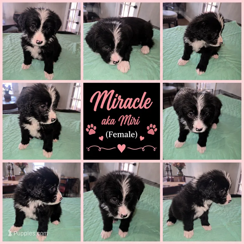 Miri  – Shepadoodle puppy for sale in New Orleans, LA