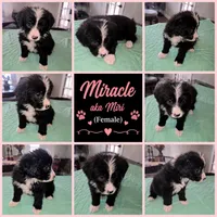 Miri , a female Shepadoodle for sale in New Orleans, LA – 1 of 1