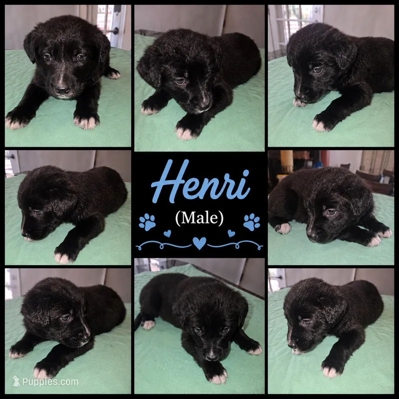 Henri – Shepadoodle puppy for sale in New Orleans, LA