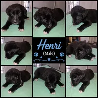 Henri, a male Shepadoodle for sale in New Orleans, LA – 1 of 1