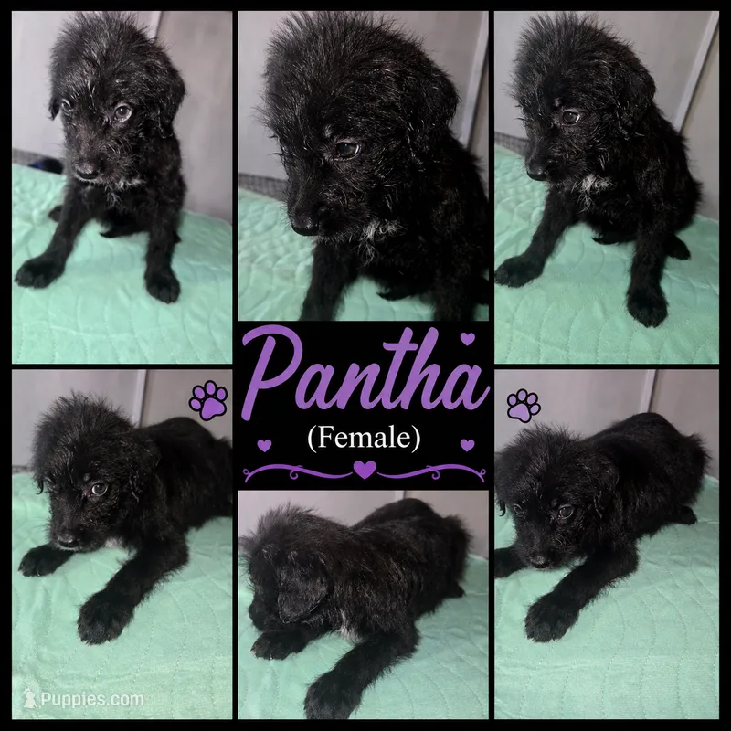 Pantha – Shepadoodle puppy for sale in New Orleans, LA