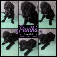Pantha, a female Shepadoodle for sale in New Orleans, LA – 1 of 1
