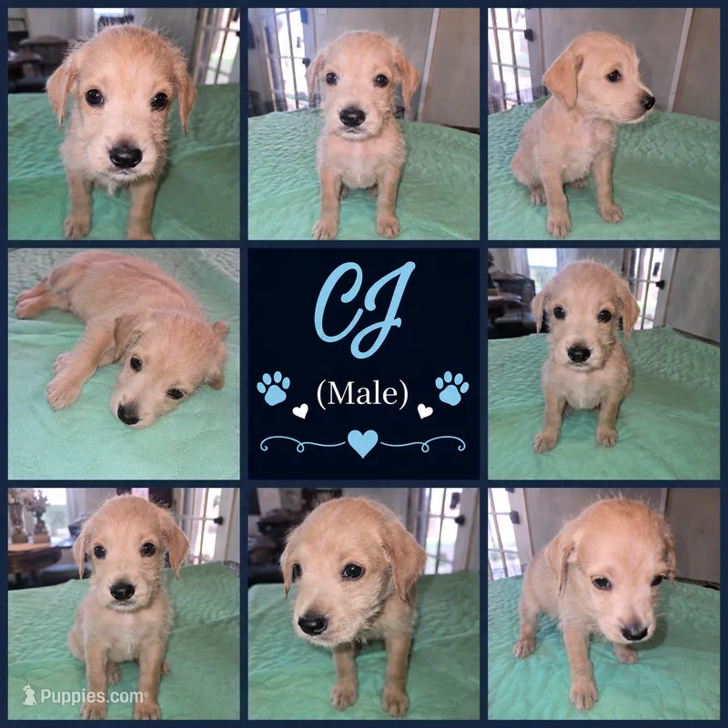 CJ – Shepadoodle puppy for sale in New Orleans, LA
