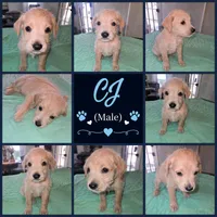 CJ, a male Shepadoodle for sale in New Orleans, LA – 1 of 1