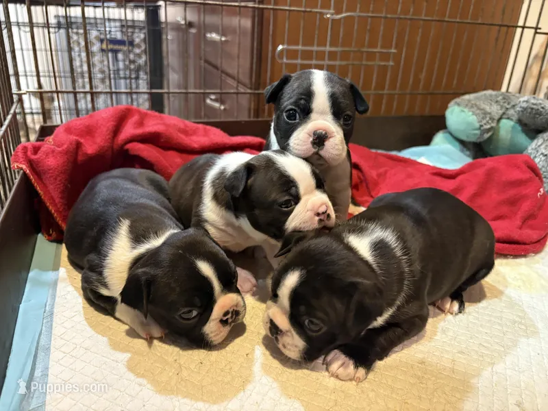Boston , a female Boston Terrier for sale in Stoneham, MA – Photo 1 of 2