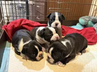 Boston , a female Boston Terrier for sale in Stoneham, MA – Photo 1 of 2
