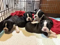 Boston , a female Boston Terrier for sale in Stoneham, MA – Photo 2 of 2