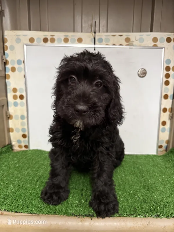 Lollie  – Cockapoo puppy for sale in McRae, GA