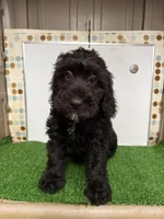 Lollie , a female Cockapoo for sale in McRae, GA – Photo 2 of 4