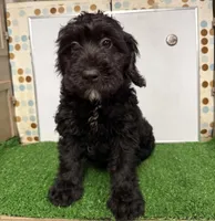 Lollie , a female Cockapoo for sale in McRae, GA – Photo 3 of 4