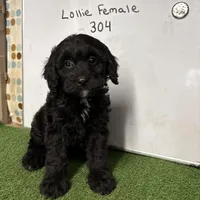 Lollie , a female Cockapoo for sale in McRae, GA – Photo 1 of 4