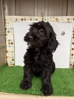 Lollie , a female Cockapoo for sale in McRae, GA – Photo 4 of 4