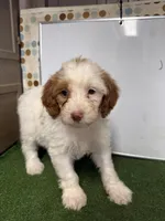 Olivia, a female French Brittany and Poodle - Miniature  for sale in McRae, GA – Photo 1 of 3