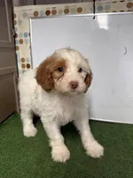Olivia, a female French Brittany and Poodle - Miniature  for sale in McRae, GA – Photo 2 of 3