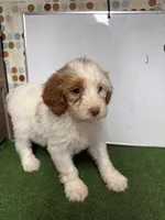 Olivia, a female French Brittany and Poodle - Miniature  for sale in McRae, GA – Photo 3 of 3
