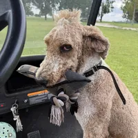 Lex, a male Poodle - Multi-Colored Standard for sale in McRae, GA – Photo 6 of 8