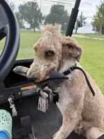Lex, a male Poodle - Multi-Colored Standard for sale in McRae, GA – Photo 6 of 8